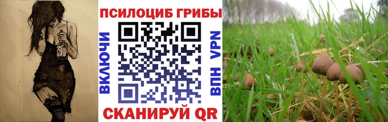 купить   Камбарка  кракен сайт  Галлюциногенные грибы ЛСД 